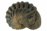 Wide, Bumpy, Enrolled Morocops Trilobite #125156-1